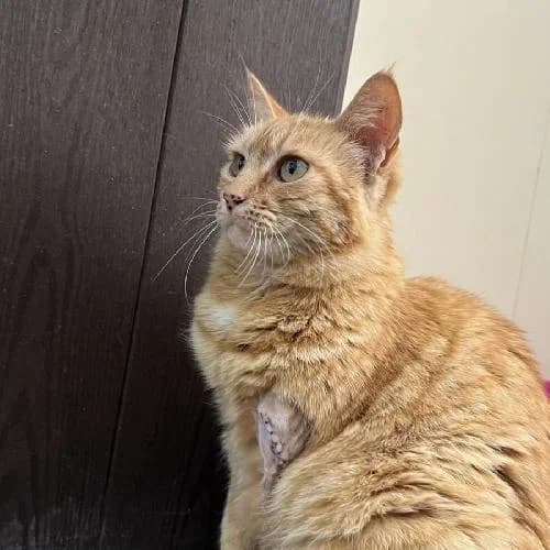Taira, female 3yo mixed breed for adoption at APA63 Clermont-Ferrand, Clermont-Ferrand