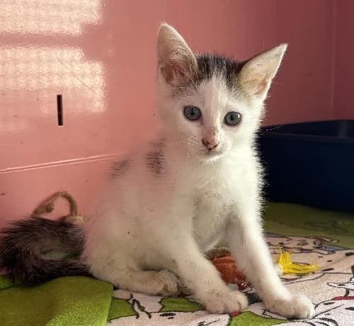 Mulder, male puppy mixed breed for adoption at APA63 Clermont-Ferrand, Clermont-Ferrand