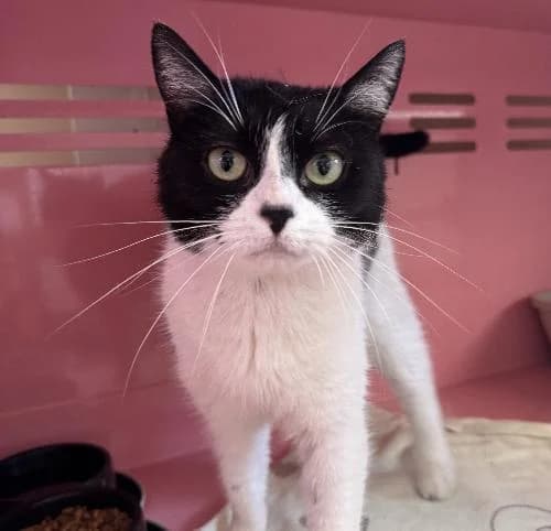 Lyra, female 4yo mixed breed for adoption at APA63 Clermont-Ferrand, Clermont-Ferrand