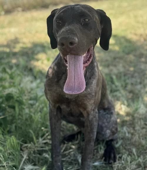 Rocco, male 4yo German Shorthaired Pointer for adoption at APA63 Clermont-Ferrand, Clermont-Ferrand