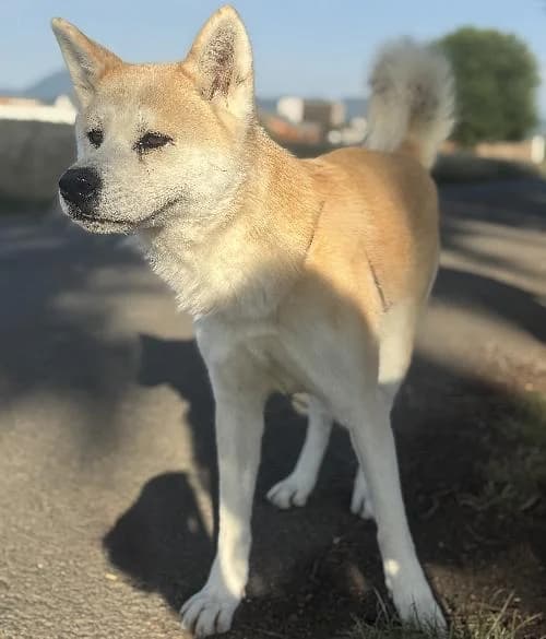 Pepitte Of Aishitemasu, female 6yo Akita for adoption at APA63 Clermont-Ferrand, Clermont-Ferrand