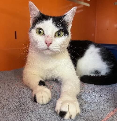 Wicca, female 3yo mixed breed for adoption at APA63 Clermont-Ferrand, Clermont-Ferrand