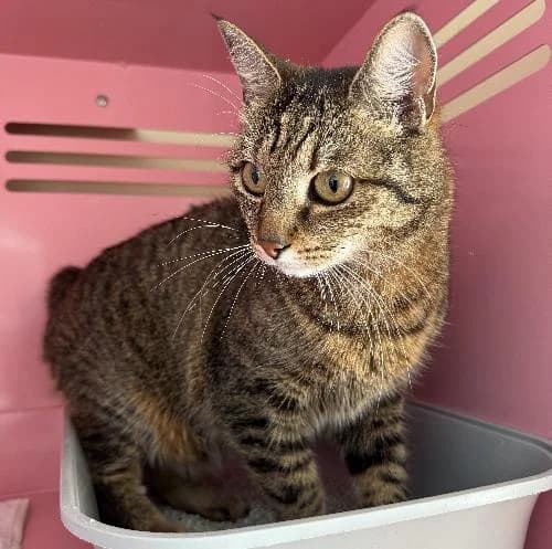 Deva, female senior mixed breed for adoption at APA63 Clermont-Ferrand, Clermont-Ferrand
