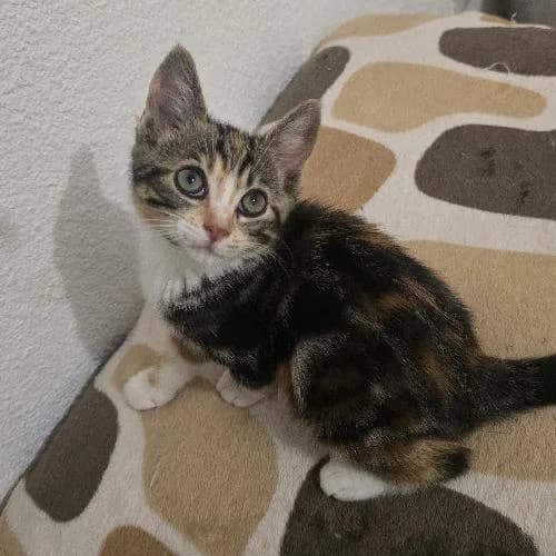 Indie, female mixed breed for adoption at APA63 Clermont-Ferrand, Clermont-Ferrand