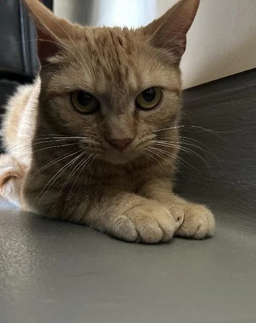 Eira, female mixed breed for adoption at APA63 Clermont-Ferrand, Clermont-Ferrand