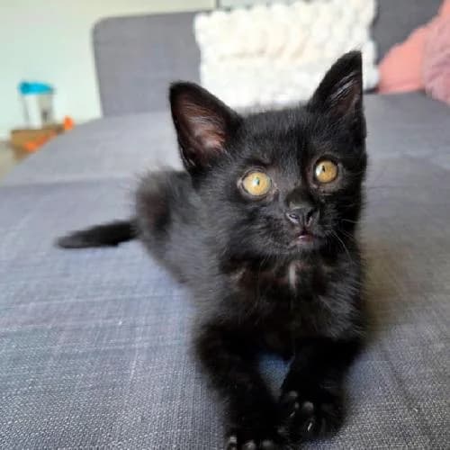 Midnight, male puppy mixed breed for adoption at APA63 Clermont-Ferrand, Clermont-Ferrand