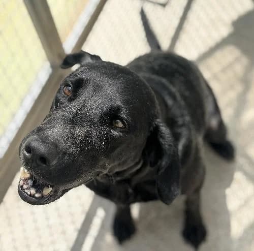 Tika, female 3yo Labrador Retriever for adoption at APA63 Clermont-Ferrand, Clermont-Ferrand