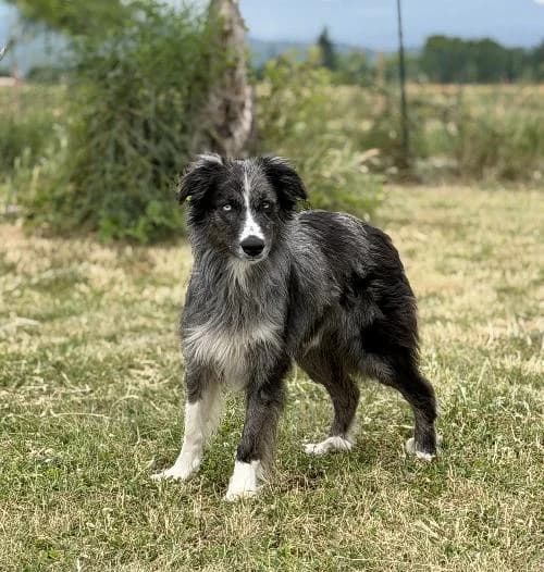 Maurice, male 4yo Border Collie for adoption at APA63 Clermont-Ferrand, Clermont-Ferrand