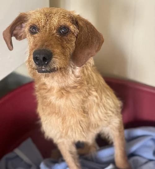 Tonnerre, male 3yo Basset Hound for adoption at APA63 Clermont-Ferrand, Clermont-Ferrand