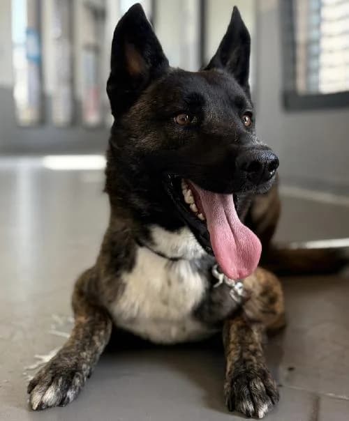 Sultan, male young mixed breed for adoption at APA63 Clermont-Ferrand, Clermont-Ferrand