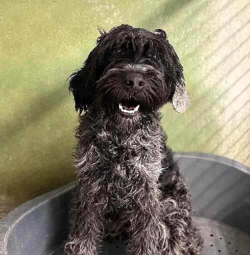 Mowgli, male young mixed breed for adoption at APA63 Clermont-Ferrand, Clermont-Ferrand
