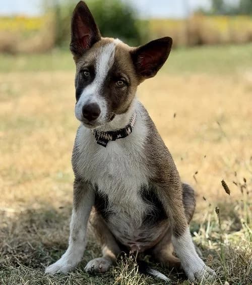 Kyro, male puppy mixed breed for adoption at APA63 Clermont-Ferrand, Clermont-Ferrand