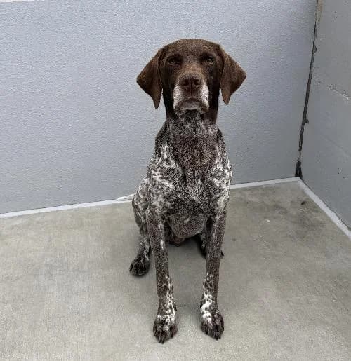 Rusty, male 5yo Pointer for adoption at APA63 Clermont-Ferrand, Clermont-Ferrand