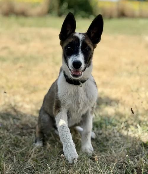 Soren,  (APA63 Clermont-Ferrand)