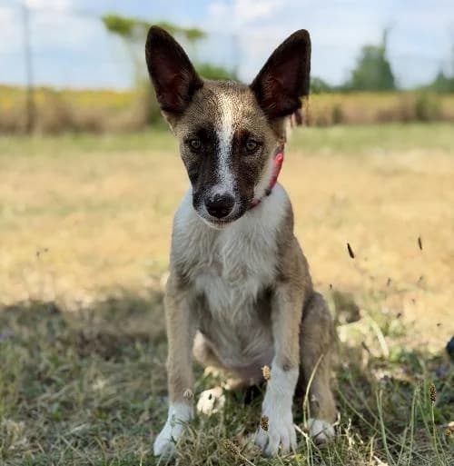 Zarya, female puppy mixed breed for adoption at APA63 Clermont-Ferrand, Clermont-Ferrand