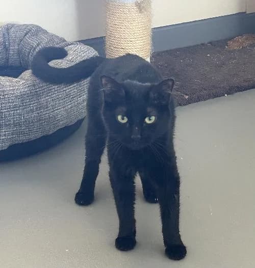 Ester, female 3yo mixed breed for adoption at APA63 Clermont-Ferrand, Clermont-Ferrand