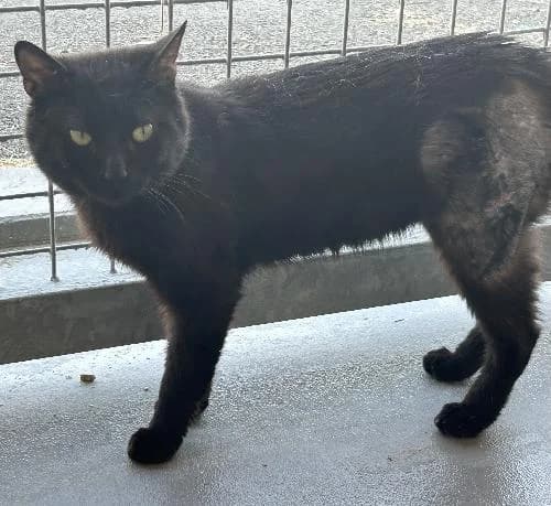 Potter, male 3yo mixed breed for adoption at APA63 Clermont-Ferrand, Clermont-Ferrand