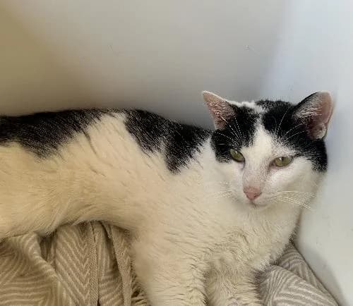 Sirocco, male 3yo mixed breed for adoption at APA63 Clermont-Ferrand, Clermont-Ferrand