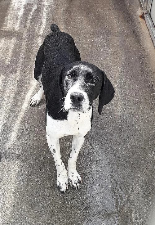 Clea, female young Pointer for adoption at APA63 Clermont-Ferrand, Clermont-Ferrand