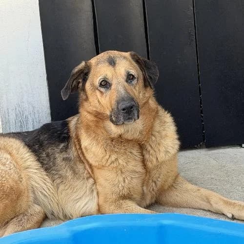 Princesse, female 6yo mixed breed for adoption at APA63 Clermont-Ferrand, Clermont-Ferrand