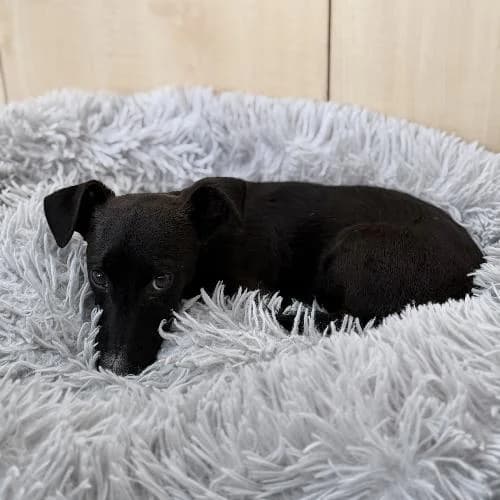 Taki, male puppy Dachshund for adoption at APA63 Clermont-Ferrand, Clermont-Ferrand