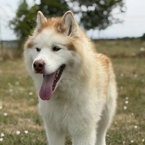 Orion, male 7yo Husky for adoption at APA63 Clermont-Ferrand, Clermont-Ferrand