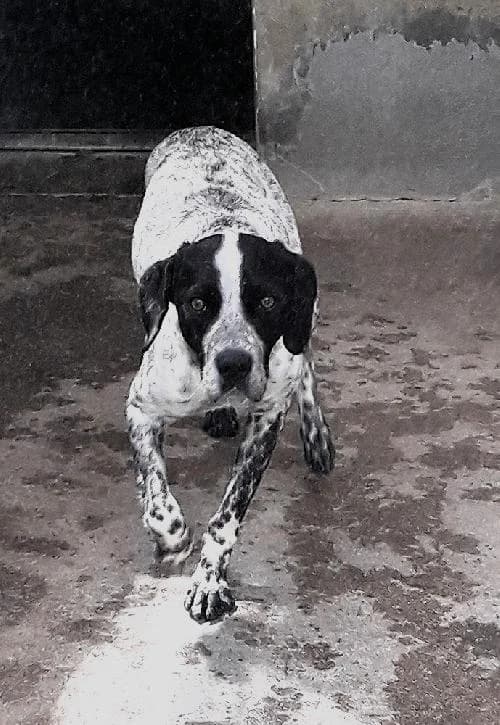 Pablo, male Pointer for adoption at APA63 Clermont-Ferrand, Clermont-Ferrand