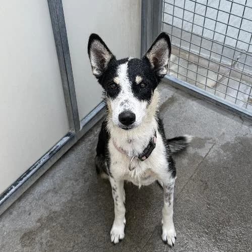 Roxanne, female young mixed breed for adoption at APA63 Clermont-Ferrand, Clermont-Ferrand