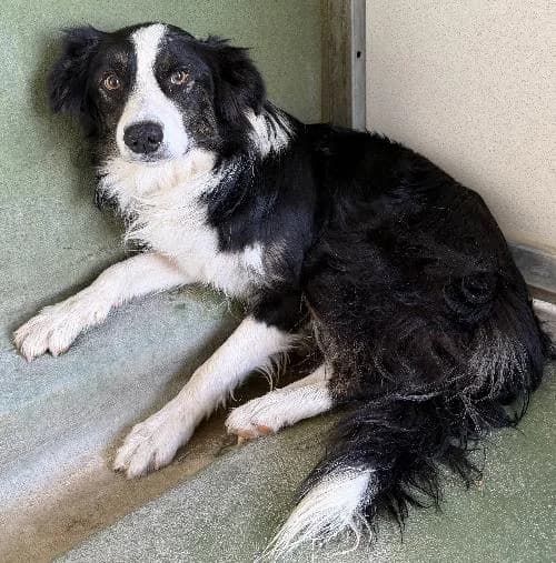 Sako, male Border Collie for adoption at APA63 Clermont-Ferrand, Clermont-Ferrand