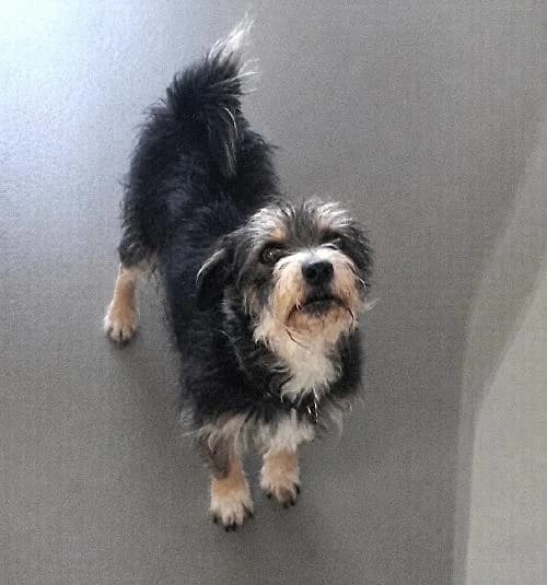 Teo, male Yorkshire Terrier for adoption at APA63 Clermont-Ferrand, Clermont-Ferrand