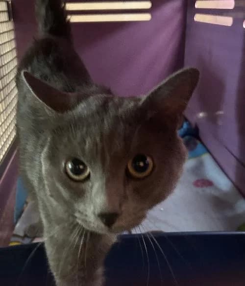 Noctis,  (APA63 Clermont-Ferrand)