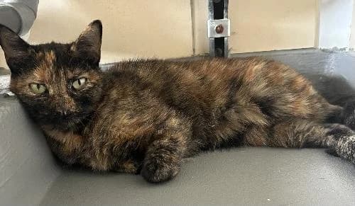 Kohana, female young mixed breed for adoption at APA63 Clermont-Ferrand, Clermont-Ferrand