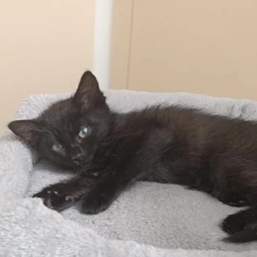 Bibouille, female mixed breed for adoption at APA63 Clermont-Ferrand, Clermont-Ferrand