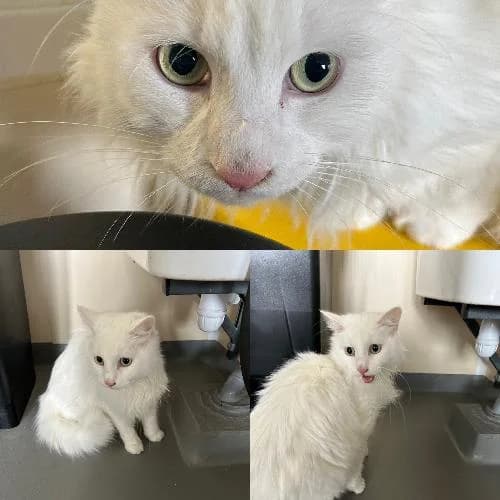 Snow, male senior mixed breed for adoption at APA63 Clermont-Ferrand, Clermont-Ferrand
