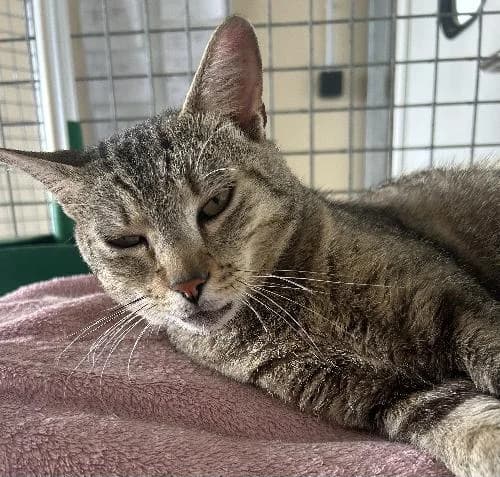 Ezio, male 4yo mixed breed for adoption at APA63 Clermont-Ferrand, Clermont-Ferrand