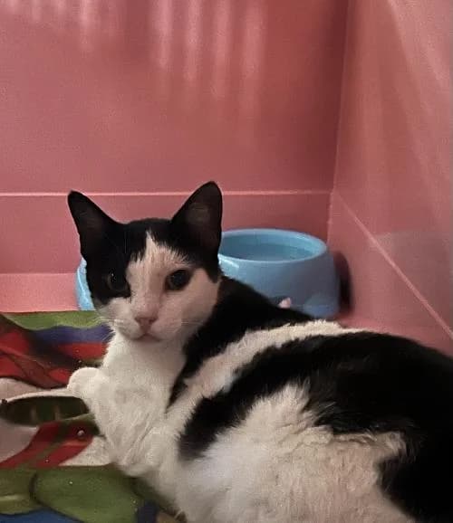 Bassiouna, female 5yo mixed breed for adoption at APA63 Clermont-Ferrand, Clermont-Ferrand