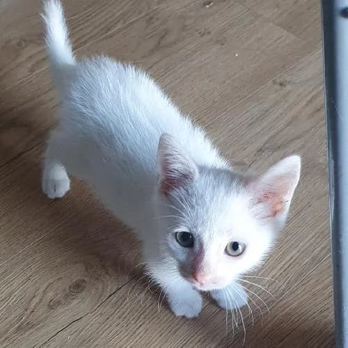 Ludwig,  (APA63 Clermont-Ferrand)