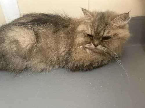 Jade, female senior Persian for adoption at APA63 Clermont-Ferrand, Clermont-Ferrand