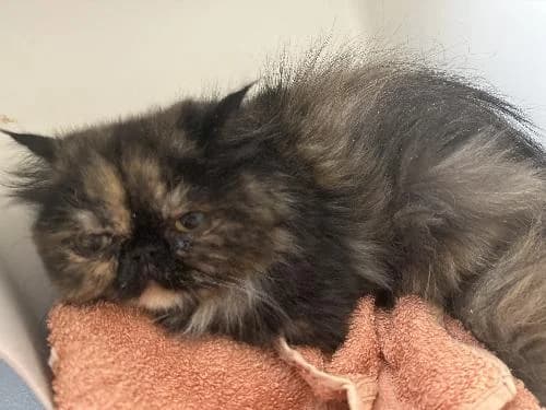 Anae, female young Persian for adoption at APA63 Clermont-Ferrand, Clermont-Ferrand