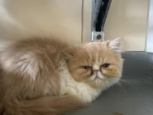 Beauty, male Persian for adoption at APA63 Clermont-Ferrand, Clermont-Ferrand