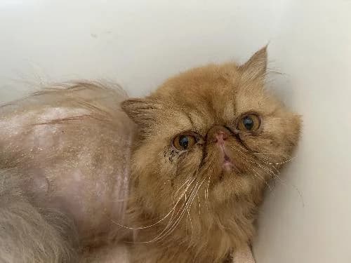 Oslo Du Manoir Du Comte, male senior Persian for adoption at APA63 Clermont-Ferrand, Clermont-Ferrand