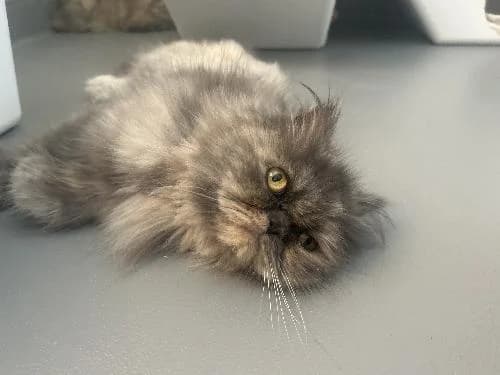 Misty, Persian (APA63 Clermont-Ferrand)