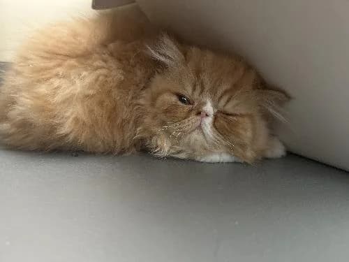Bounty, male Persian for adoption at APA63 Clermont-Ferrand, Clermont-Ferrand