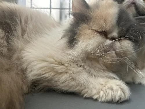 Undai Du Manoir Du Comte, female 3yo Persian for adoption at APA63 Clermont-Ferrand, Clermont-Ferrand