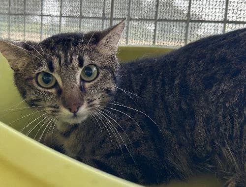 Eywa, female young mixed breed for adoption at APA63 Clermont-Ferrand, Clermont-Ferrand