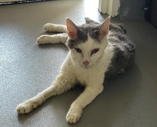 Neytiri, female 4yo mixed breed for adoption at APA63 Clermont-Ferrand, Clermont-Ferrand
