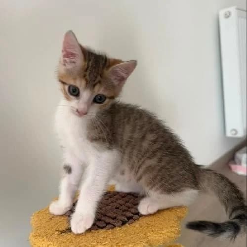 Pixel, male puppy mixed breed for adoption at APA63 Clermont-Ferrand, Clermont-Ferrand