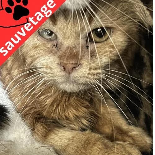 Chipie, female senior mixed breed for adoption at APA63 Clermont-Ferrand, Clermont-Ferrand