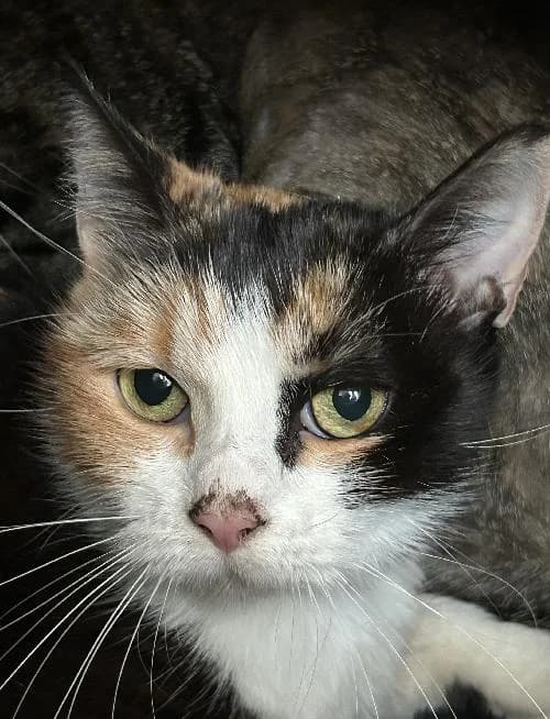 Maya, female mixed breed for adoption at APA63 Clermont-Ferrand, Clermont-Ferrand