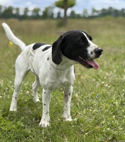 Vaya, female Pointer for adoption at APA63 Clermont-Ferrand, Clermont-Ferrand